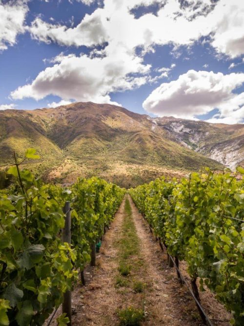 Gibbston-Valley-Winery-Glenlee-Vineyard-2-1 Gibbston-Valley-Winery-Glenlee-Vineyard